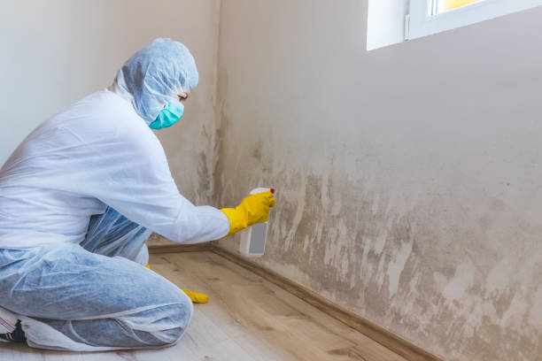 Licensed Mold Remediation service in Watertown, FL - WQB Mold Removal